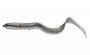 Real Eel 15cm Black Silver Eel