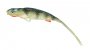 Jaskółka SYRENA Vert 20cm Perch