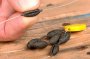 Polep Slackweights 5g