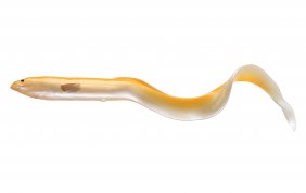 Savage Gear Real Eel 15cm Albino Eel